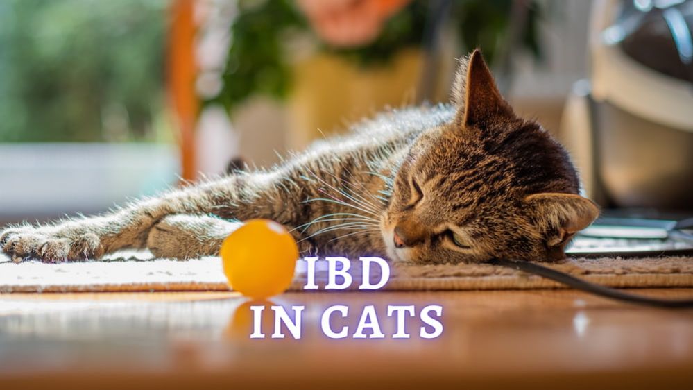 ibd-in-cats-vet-approved-advice-on-how-to-help-your-cat-with-ibd