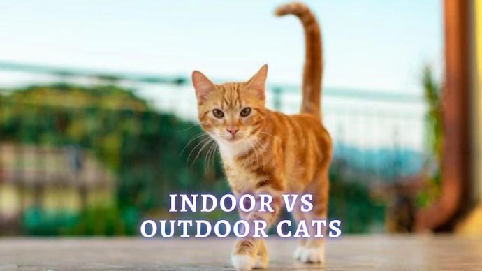 indoor vs outdoor cats