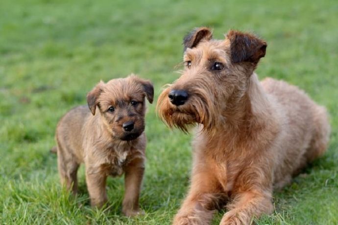 Irish Terrier: Personality, Temperament, and Everything You Should Know