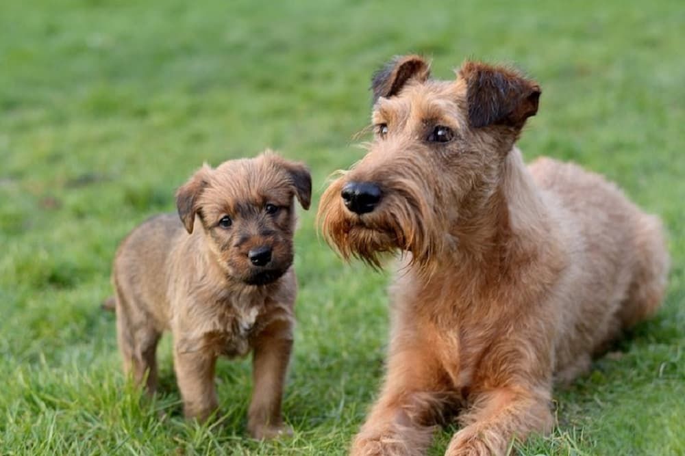 irish terrier and puppy