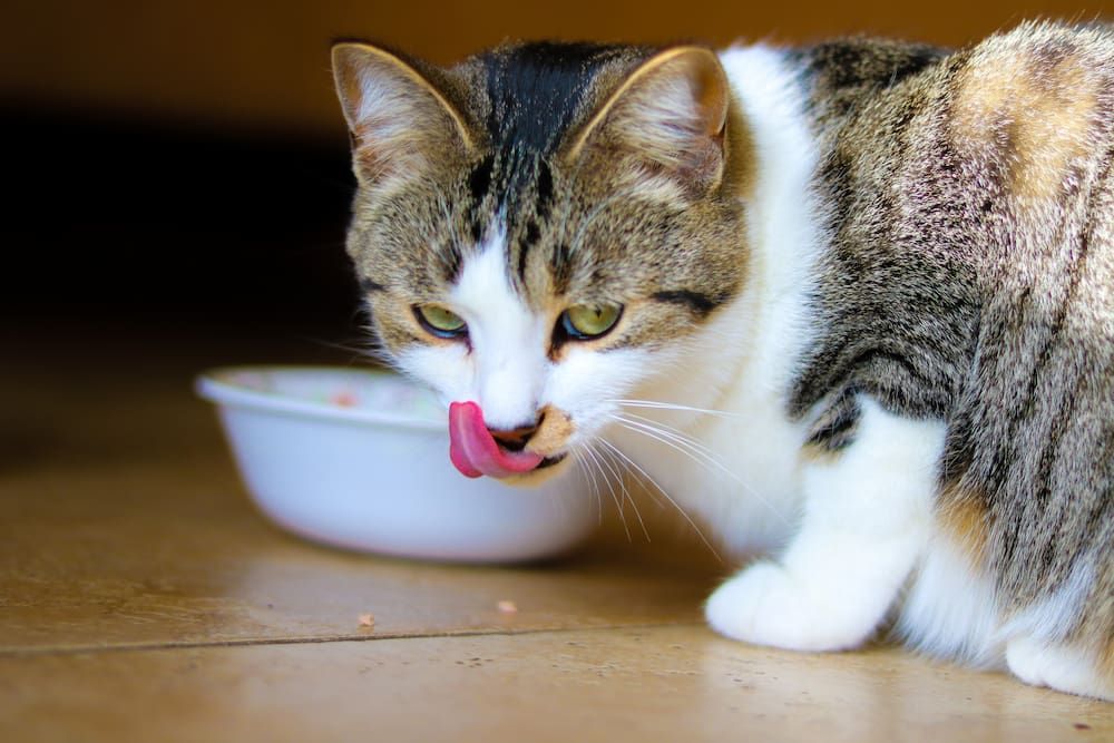 is cat food bad for dogs