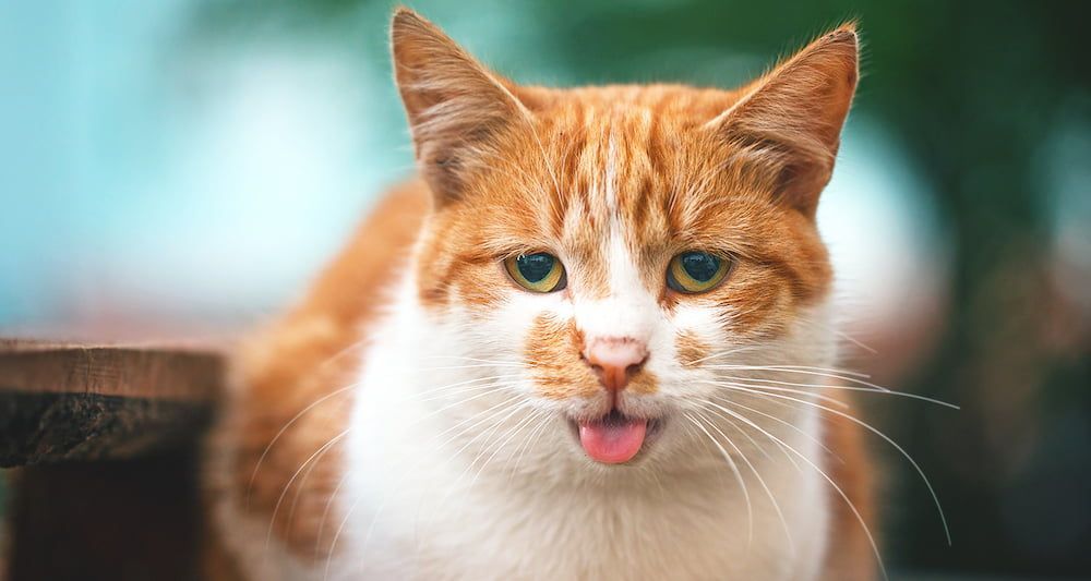 is cat panting normal in cats
