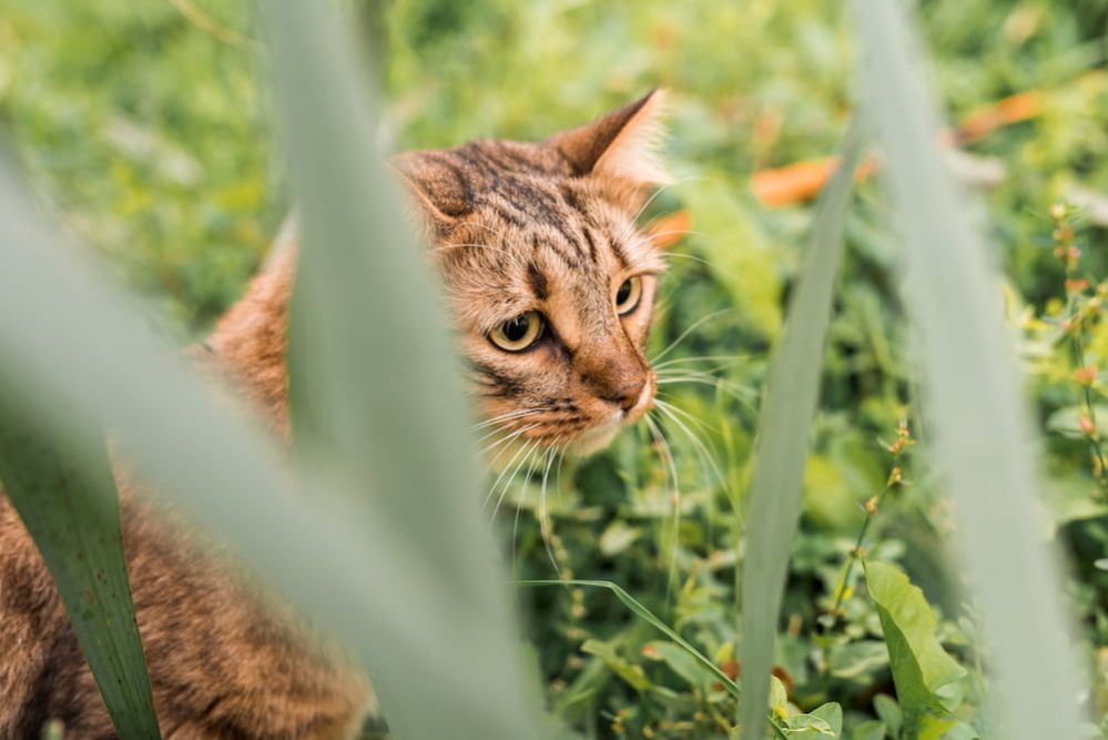Can Cats Eat Catnip? Is Catnip Safe for Cats?