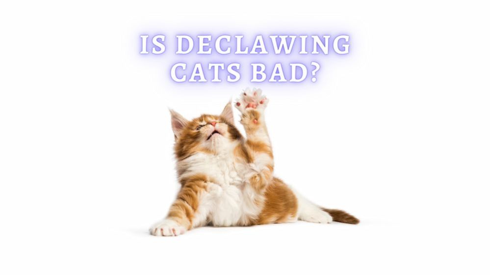 Declawing Cats Is It Cruel To Declaw a Cat?