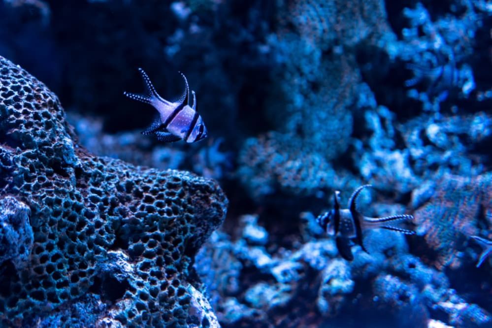 How to Maintain a Saltwater Tank: Maintaining a Saltwater Aquarium