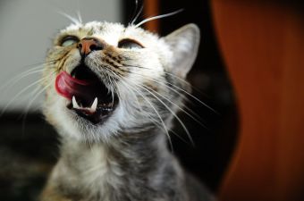 Cat Hiccups: Is It Normal For Cats To Hiccup?