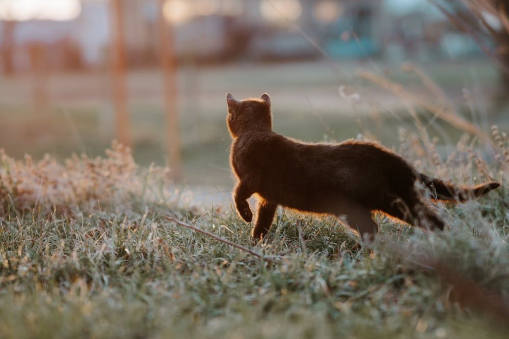 Why Does My Cat Follow Me Everywhere? Here is 7 Reasons Why