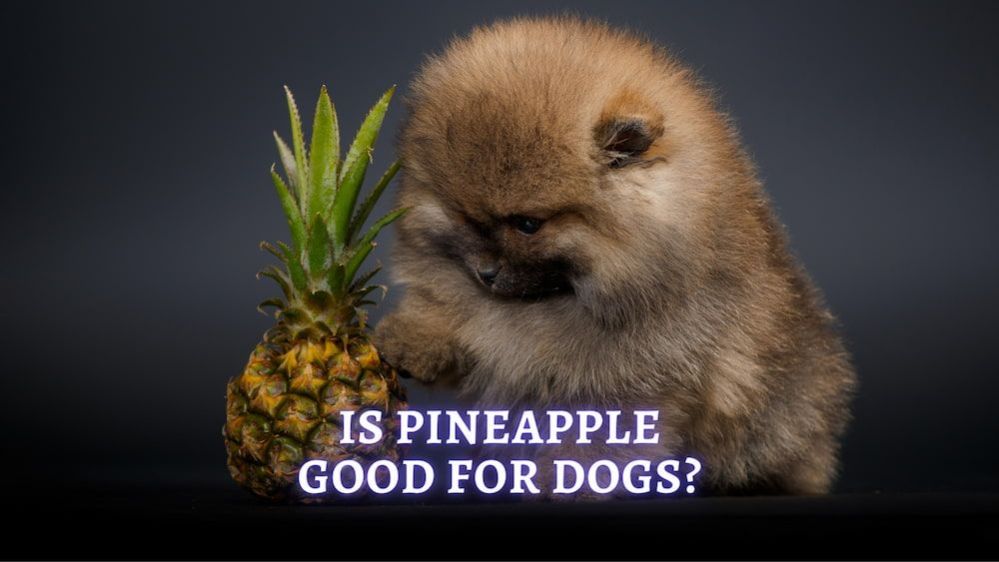 Can Dogs Eat Pineapple? How much pineapple can you give a dog?