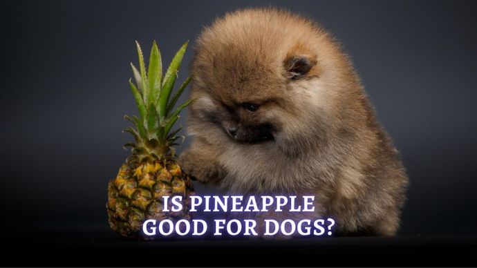 is pineapple good for dogs