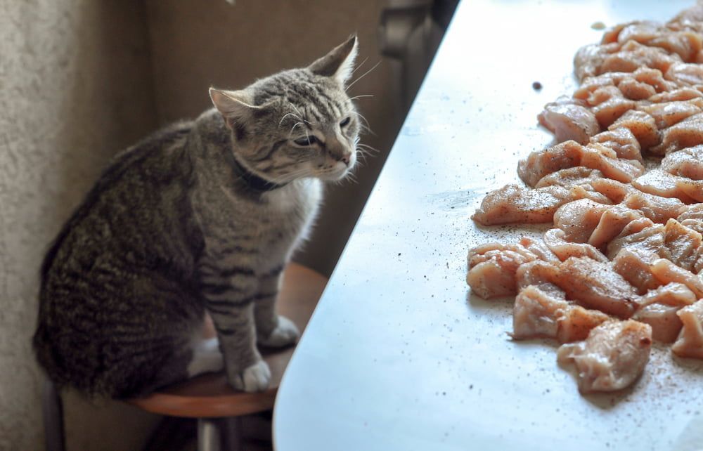 is raw chicken good for a cat