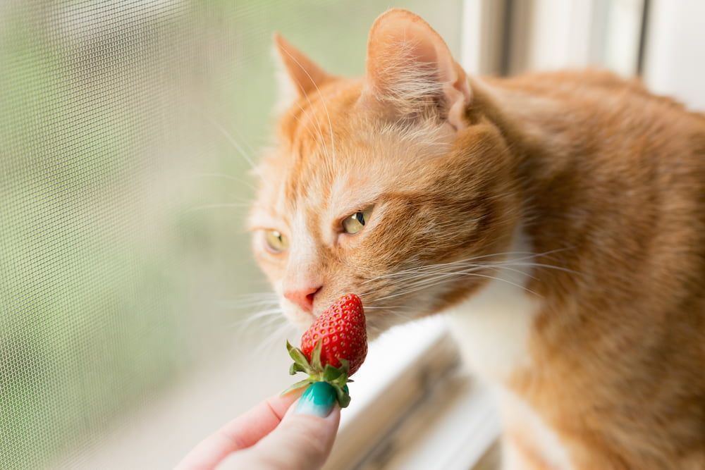 is strawberries bad for cats
