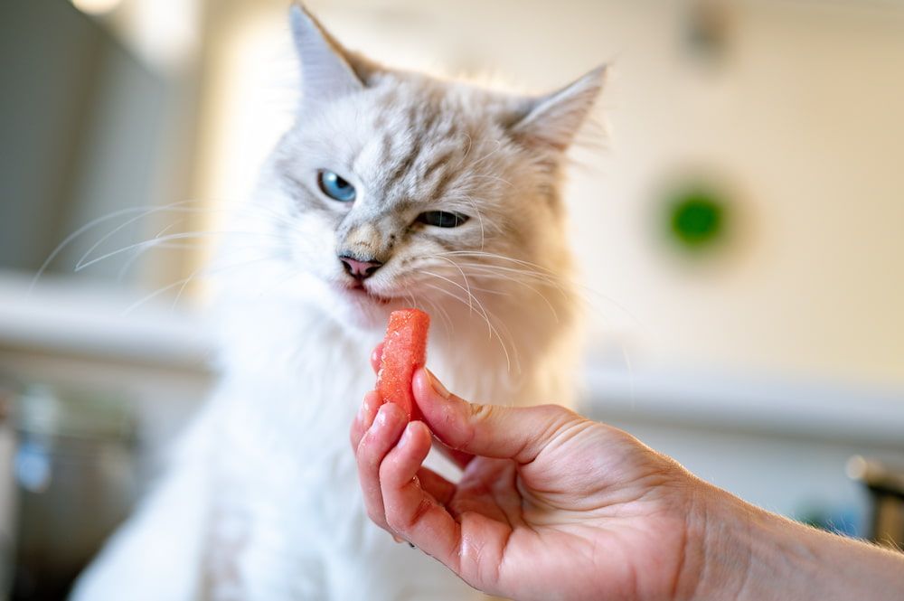 is watermelon healthy for cat