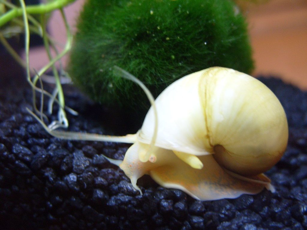 ivory snail