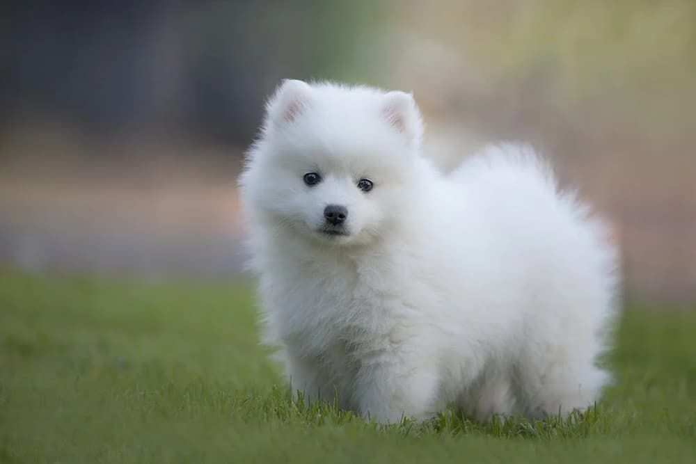 Japanese Spitz Health Activity Level Temperament And Personality