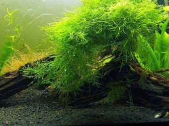java moss best floating plant for aquarium