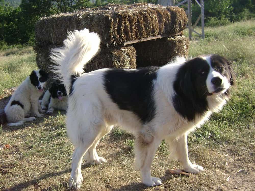 15 Big Fluffy Dogs You Can t Help But Hug 15 Big Fluffy Dogs You Can t Help But Hug