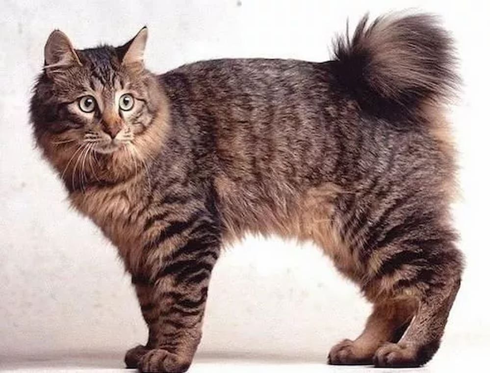 Cats With No Tail 8 Cat Breeds With Naturally Short or No Tail