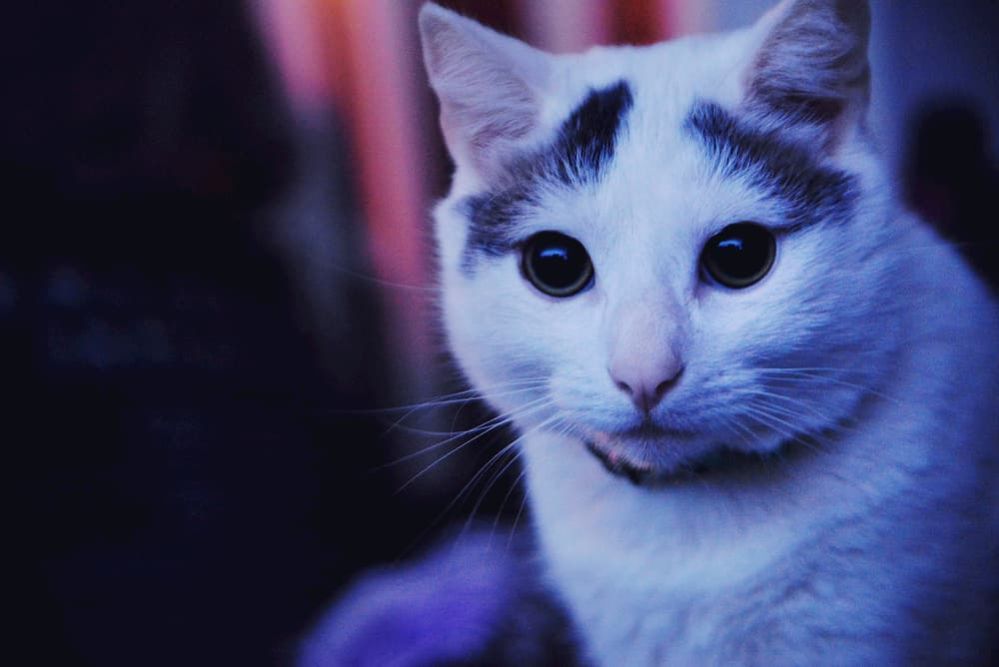 ≡ How to Get Rid of Cat Urine Smell Tips to Remore Cat Pee Smell