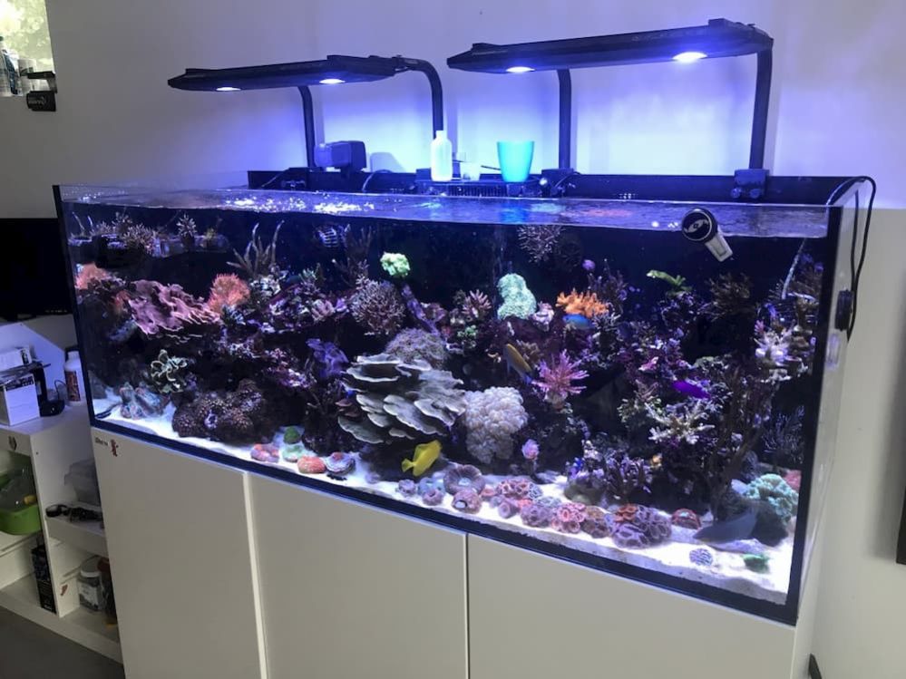 Best LED Lighting for Reef Tank 10 LEDs for Saltwater Tank Review