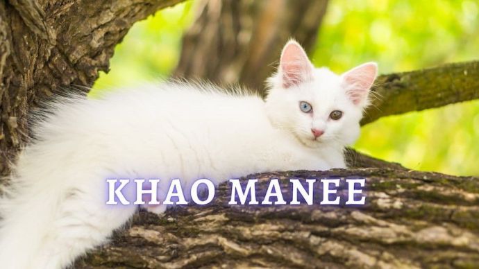 khao manee cat breed