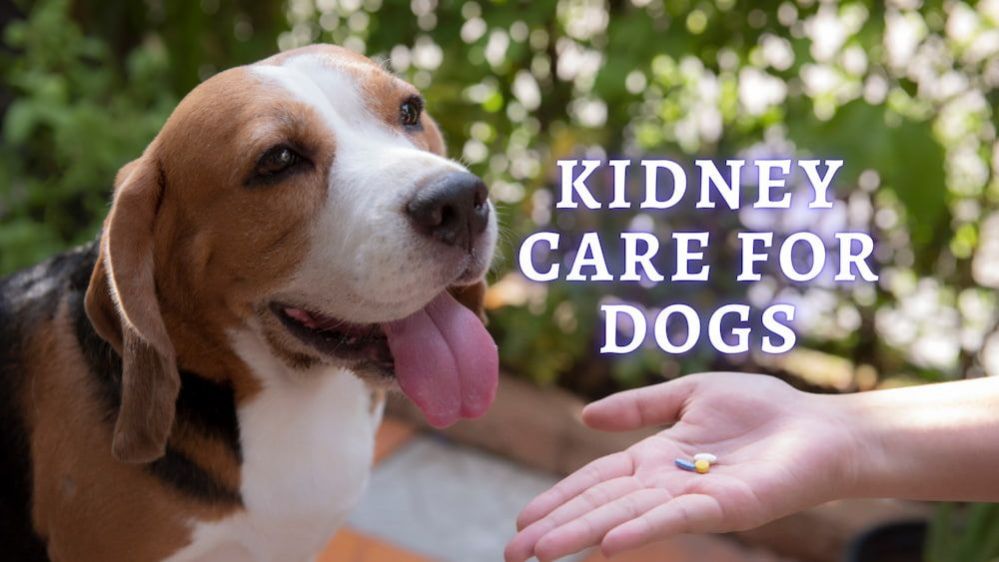 ᐉ Kidney Care for Dogs How to improve dog's kidney health?