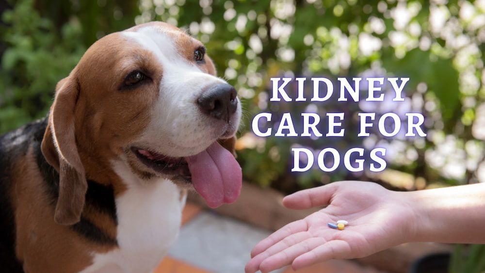 kidney care for dogs