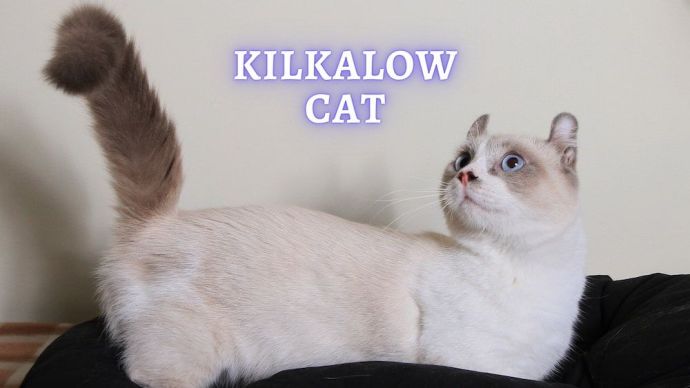kinkalow cat breed