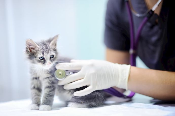 kittens first vet visit