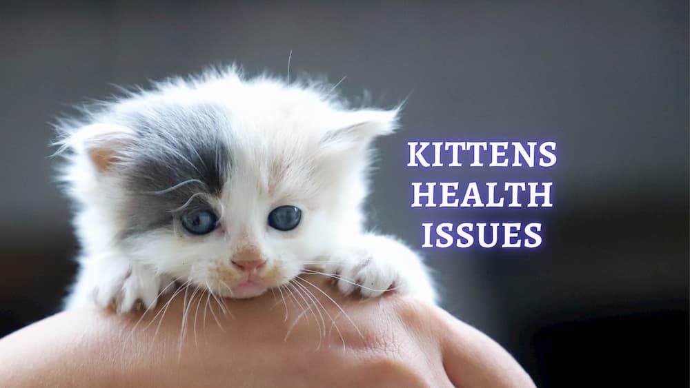 kittens health issues