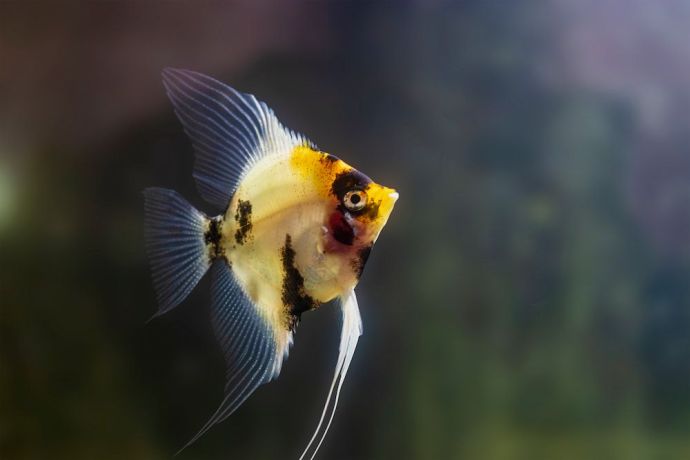 Types Of Angelfish: Angelfish Types You Should Know About - ThePets