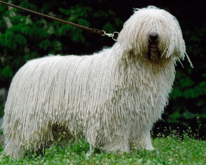 White Dog Breeds: 31 Dog Breeds With White Coat