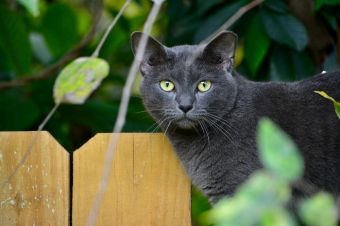 Korat Cat Breed History, Health and Grooming - ThePets