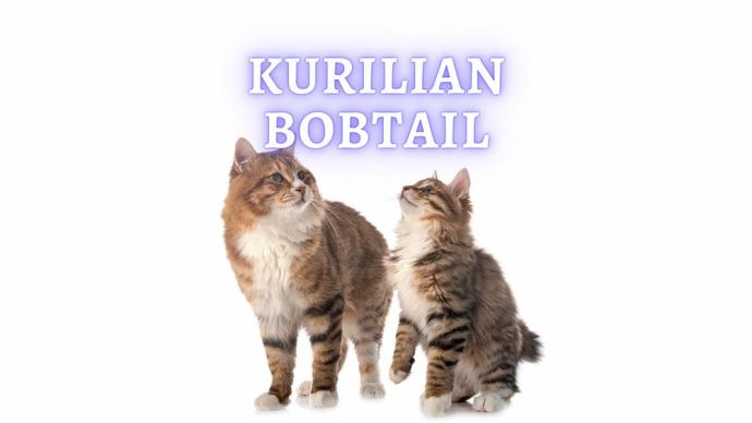 kurilian bobtail cat breed