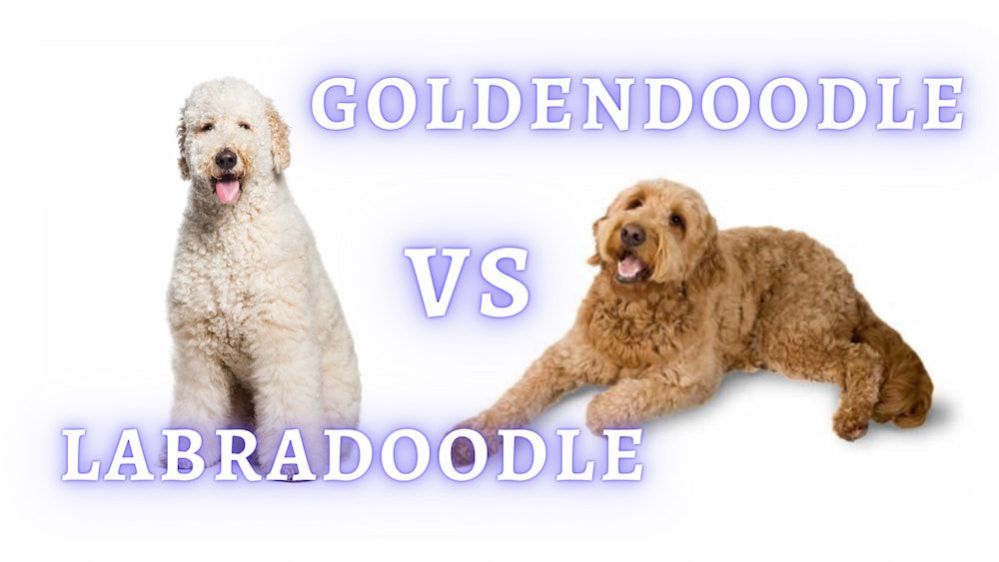 Labradoodle vs Goldendoodle What are their Similarities and Differences?