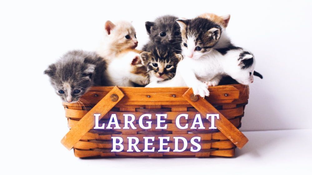Large Cat Breeds 10 Biggest Cat Breeds You Can Own