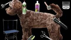 learn how to groom your dog at home