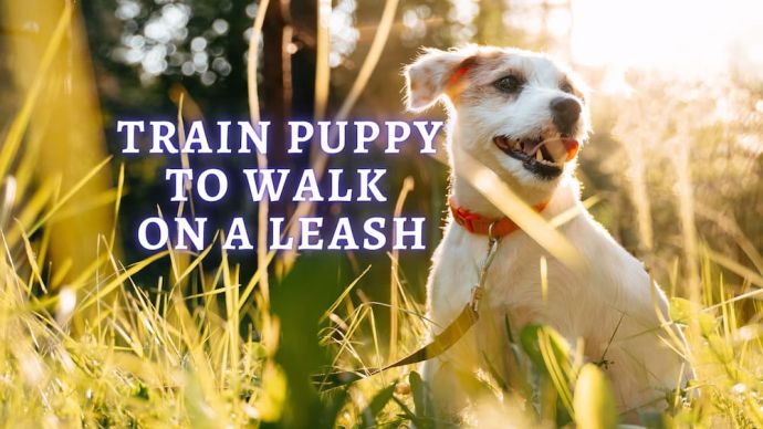 leash training a puppy