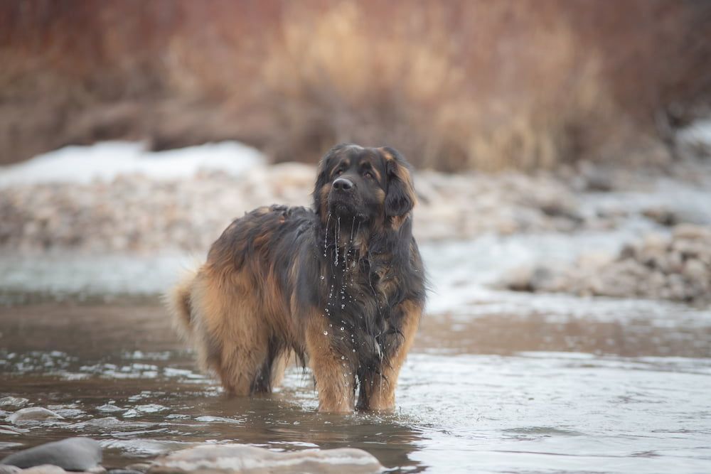 leonberger dog