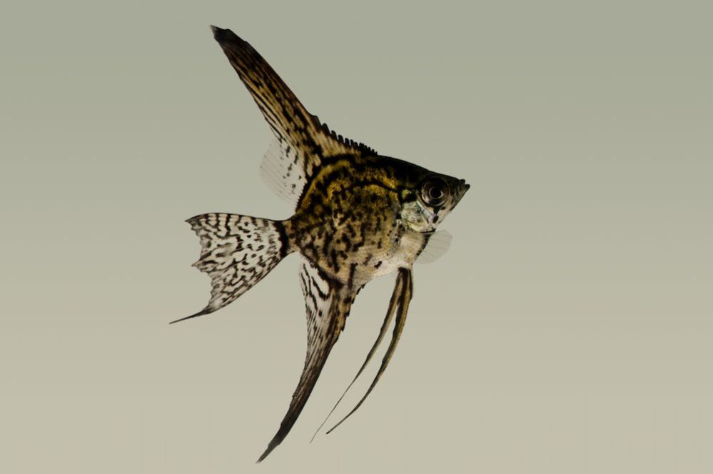 Types Of Angelfish: Angelfish Types You Should Know About - ThePets