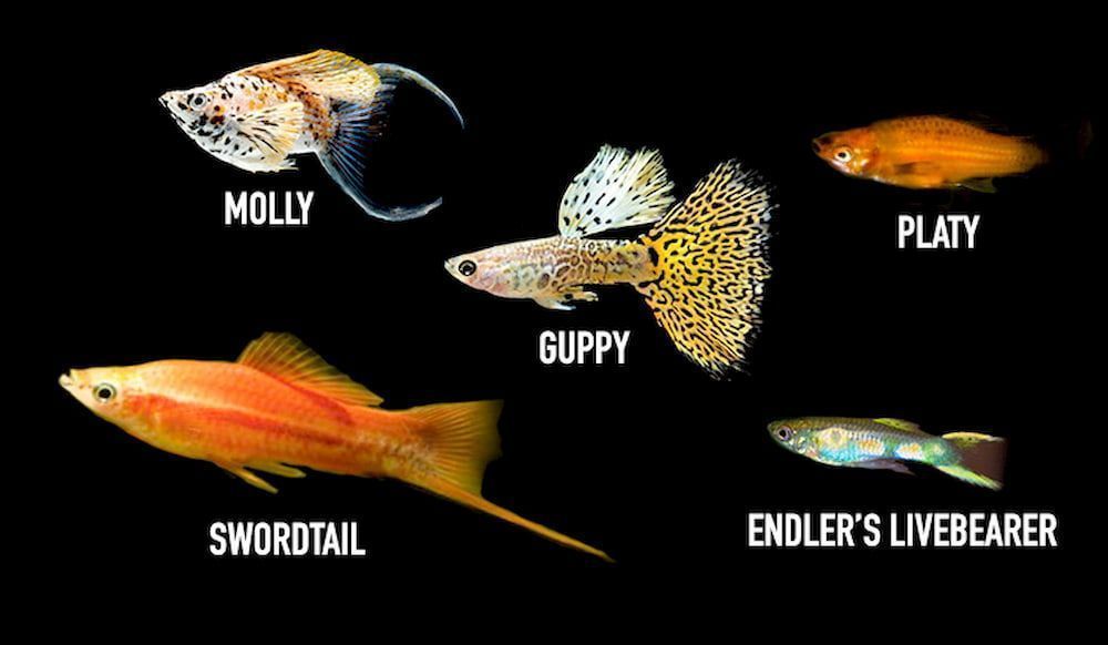 livebearer fishes for tropical community aquarium