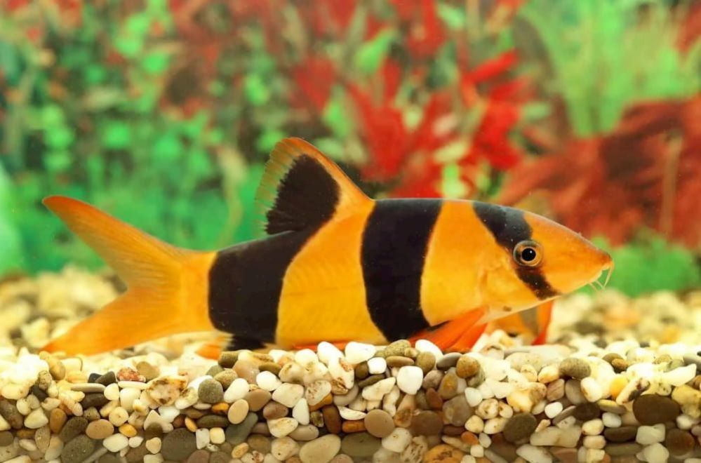 Tropical Community Fishes: Best Fish for Community Tank - Loach For Community Tropical Fish Aquarium Large