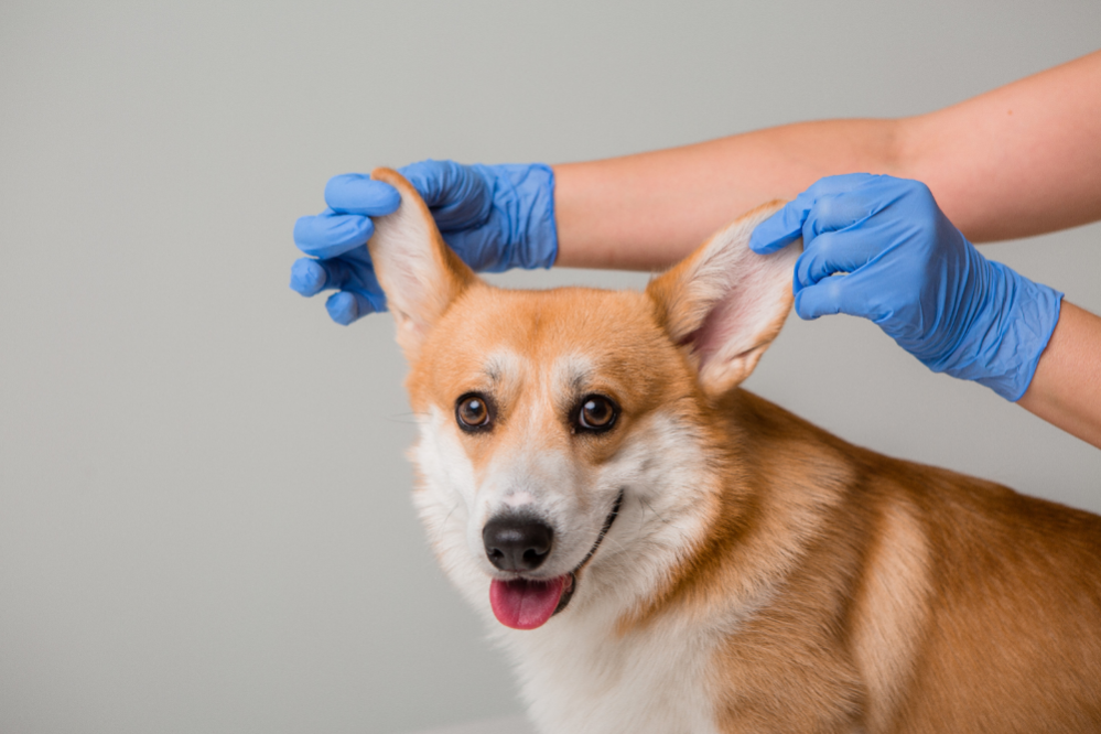 lumps-on-dogs-signs-and-types-of-bumps-on-dogs-skin