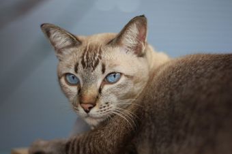 Types of Siamese Cats: All About the Lynx Point Siamese - ThePets