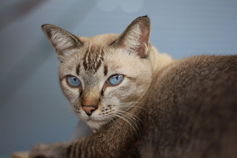 Types Of Siamese Cats All About The Lynx Point Siamese ThePets