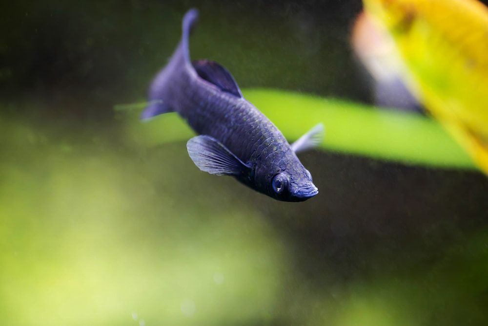lyretail black molly fish