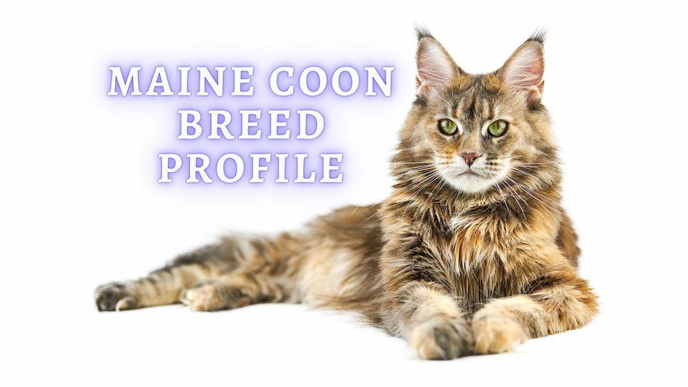 maine coon breed profile