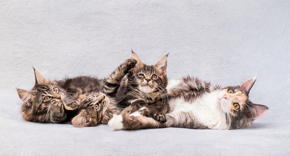 maine coon care