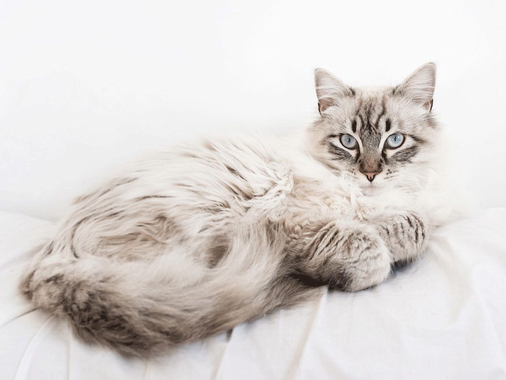 maine coon siamese mix cat