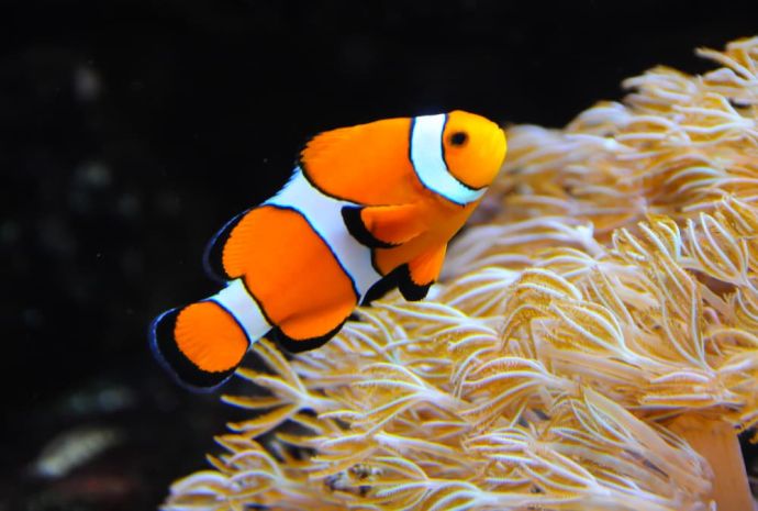 How to Maintain a Saltwater Tank: Maintaining a Saltwater Aquarium