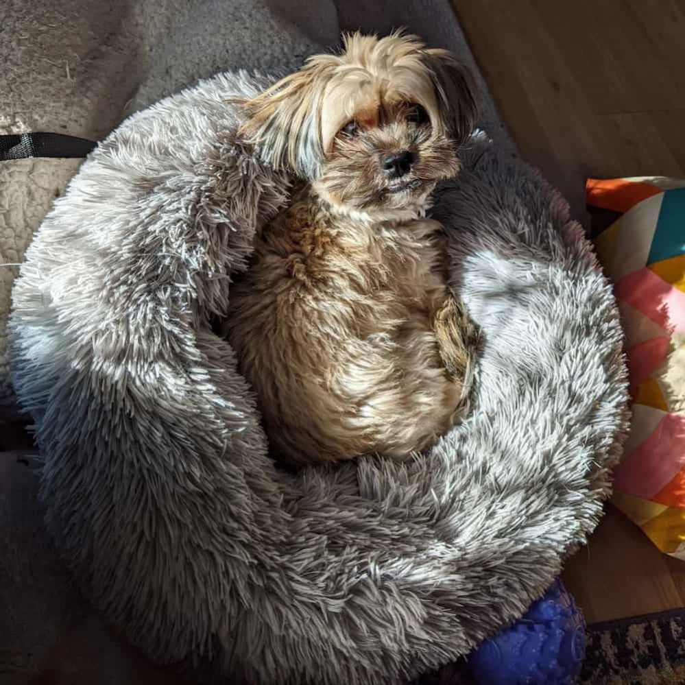 Maltese Shih Tzu Mix Malshi Personality, Health and Care